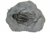 Spiny Quadrops Trilobite - Top Quality Specimen #193669-2